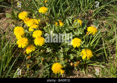 Floraison de pissenlit . Banque D'Images