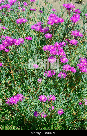 Fleur de midi, Lampranthus amoenus Banque D'Images