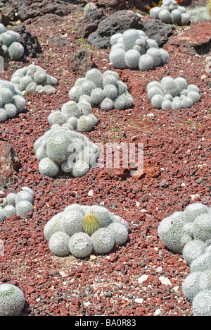 Mammillaria geminispina groupes cactus. Banque D'Images