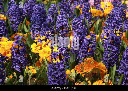 Gros plan sur un affichage à ressort planté de jacinthe et de primulas de couleur bleu et jaune. Un écran lumineux dans un jardin de printemps anglais à la frontière britannique Banque D'Images