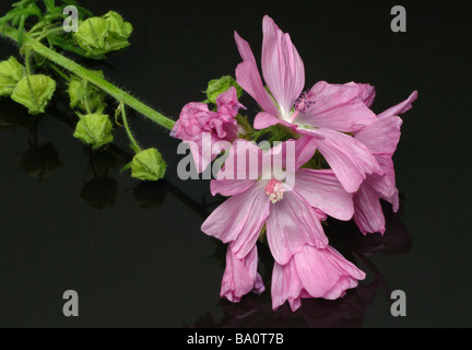 Plantes médicinales musk mallow malva moschate Moschusmalve Banque D'Images