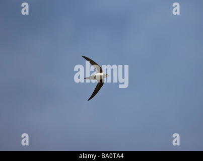 Martinet Apus melba en vol contre un ciel bleu en Turquie Banque D'Images