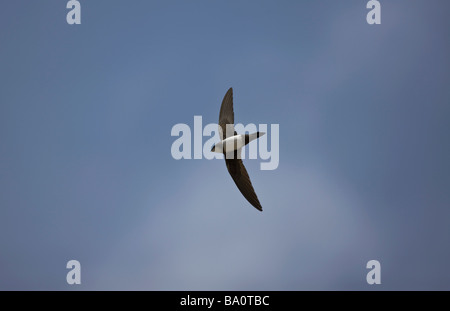 Martinet Apus melba en vol contre un ciel bleu en Turquie Banque D'Images