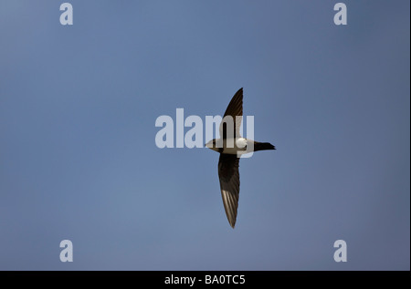 Martinet Apus melba en vol contre un ciel bleu en Turquie Banque D'Images