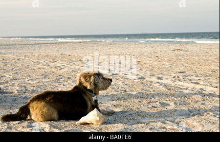 Petit chien brun et noir assis sur la plage à côté d'une coquille de conque Banque D'Images