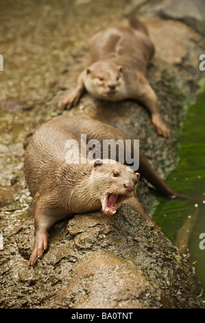 Enduit lisse Cerdocyon Otter captif perspicillata Banque D'Images