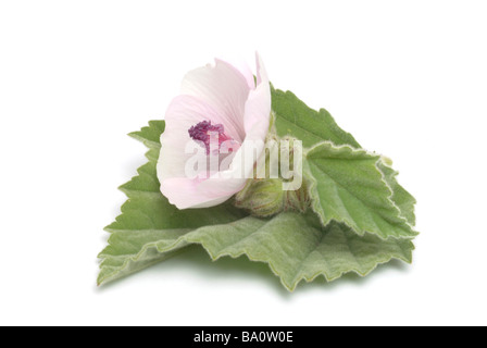 Plantes médicinales Eibisch Weisswurzel Marsh Mallow Althaea officinalis guimauve Althea Banque D'Images