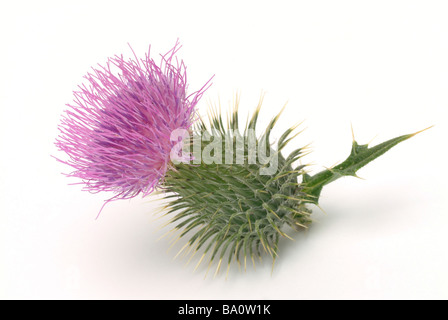 Eselsdistel plantes médicinales chardon Onopordum acanthium Onopordon Coton Banque D'Images