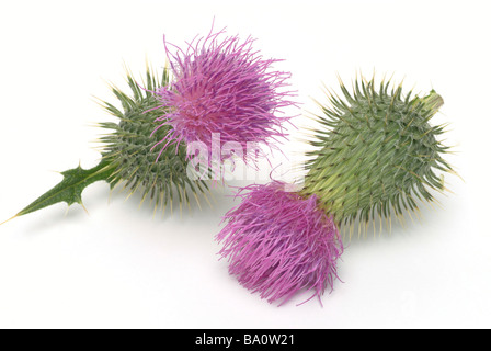 Eselsdistel plantes médicinales chardon Onopordum acanthium Onopordon Coton Banque D'Images