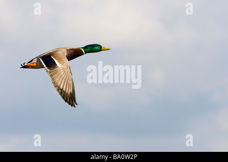 Canard colvert mâle de vol contre un ciel bleu, England, UK Banque D'Images