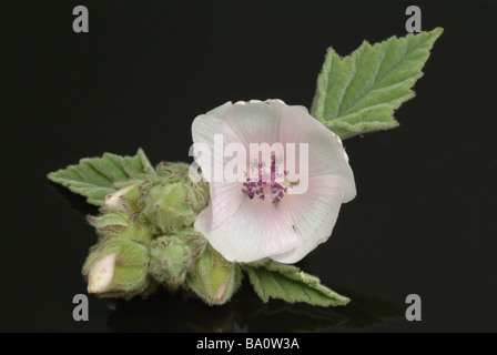 Plantes médicinales Eibisch Weisswurzel Marsh Mallow Althaea officinalis guimauve Althea Banque D'Images