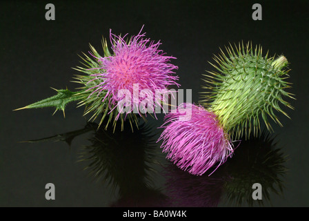 Eselsdistel plantes médicinales chardon Onopordum acanthium Onopordon Coton Banque D'Images