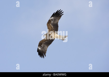 Hibou noir Milvus lineatus hiver Japon vol Banque D'Images