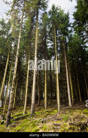 Forêt dense de géré des pins sylvestres UK Banque D'Images