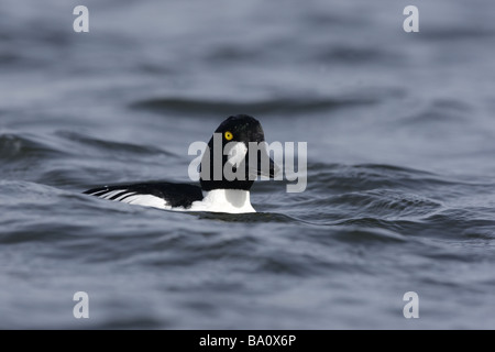 Goldeneye Bucephala clangula homme hiver l'Ecosse Banque D'Images