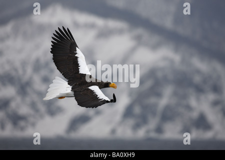 La mer blanche Haliaeetus pelagicus Stellers Japan winter Banque D'Images