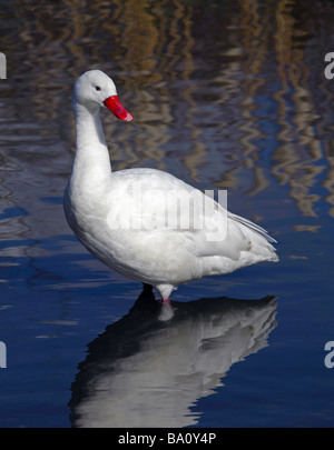 Coscoroba coscoroba coscoroba (Swan) Banque D'Images