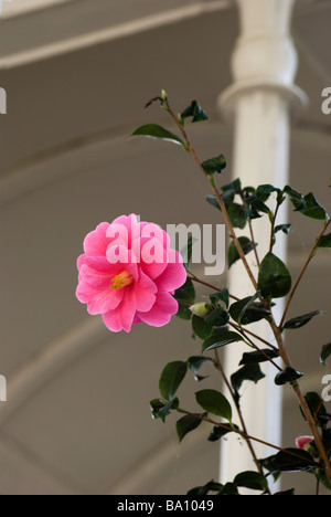 'Inspiration' (Camellia reticulata x saluensis) croissant dans une véranda Banque D'Images