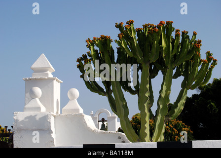 Cactus à l'entrée, la Fundacion Cesar Manrique, Taro de Tahiche, Lanzarote, îles Canaries, Espagne Banque D'Images