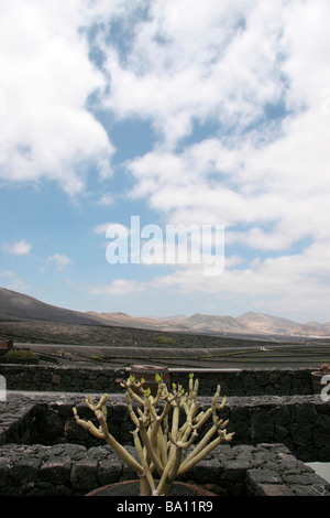 D'un vignoble dans la région viticole de Lanzarote Banque D'Images