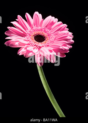 Gerbera Banque D'Images