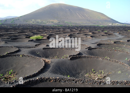 Les vignes de plus en plus sol volcanique, vallée de la Geria, Lanzarote, îles Canaries, Espagne Banque D'Images