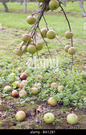 MALUS de pommes reinettes COX ORANGE Banque D'Images