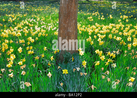 Les jonquilles autour de la base de l'arbre dans un décor boisé England UK Banque D'Images