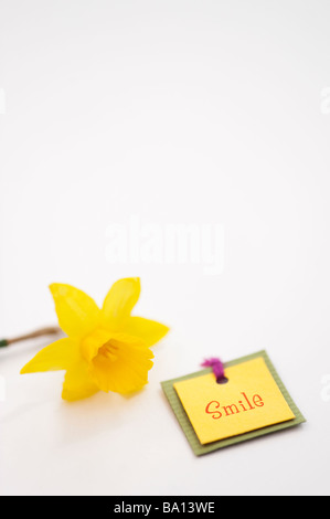 Smile label et jonquille tete a tete fleur sur fond blanc Banque D'Images