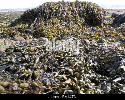 Seawed sur les rochers et plage à marée basse Banque D'Images