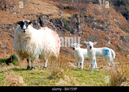 Face noire Brebis et agneaux jumeaux sur la côte ouest de l'Écosse à Fléron Ross-shire en Écosse Royaume-uni 2274 SCO Banque D'Images