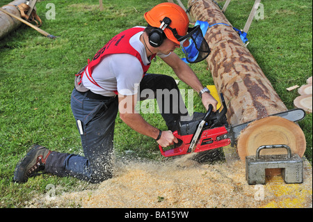 Logger en action. Les tranches de la coupe d'un pin, d'une course contre la montre. Banque D'Images