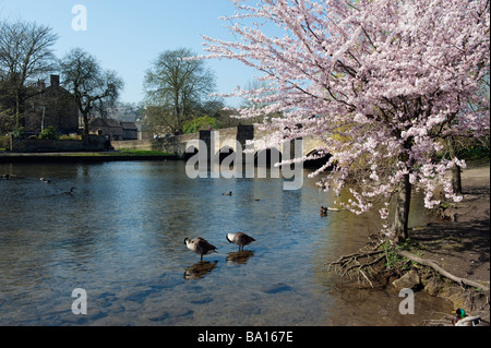 Bakewell, 'pont' Peak District, Derbyshire, Angleterre, 'Grande-bretagne', 'Royaume-Uni' Banque D'Images