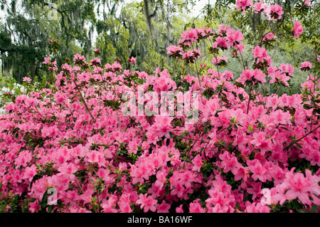 Azalées roses en pleine floraison avec du blanc d'azalées, de chênes, et mousse espagnole dans l'arrière-plan, Forsyth Park, Savannah, Géorgie Banque D'Images