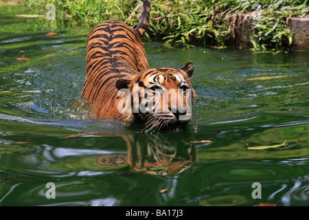 Tigre du Bengale Panthera tigris tigris nager dans le lac Banque D'Images