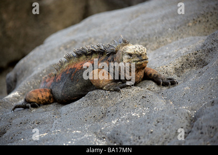 Iguane marin, Amblyrhynchus cristatus, Iguanidae, San Cristobal, île de l'archipel des Galapagos, Equateur, Amérique du Sud Banque D'Images