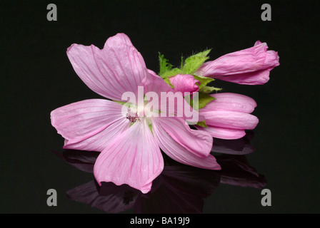 Plantes médicinales musk mallow malva moschate Moschusmalve Banque D'Images