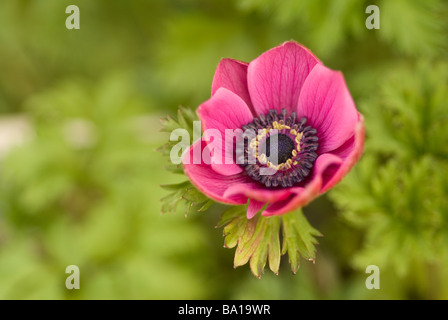 Anémone Anémone coronaria pavot (Ranunculaceae), Banque D'Images