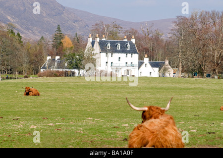 Highland cattle regard paisiblement vers Saint-maison sur la péninsule de Walcourt 2324 SCO Banque D'Images