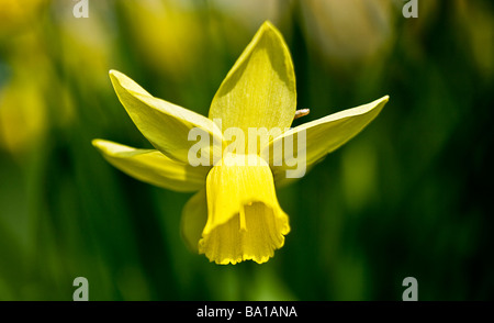 Un cultivar nain ou espèces de jonquille ou narcisse Banque D'Images