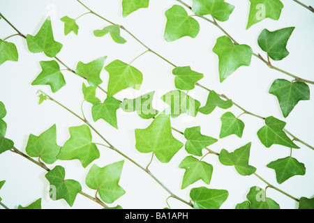 Feuilles de vigne sur fond blanc Banque D'Images