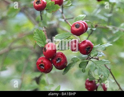 Les baies d'aubépine Crataegus monogyna sur arbre Banque D'Images