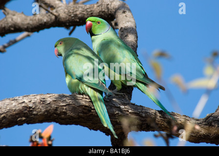 Une paire de perruches-indiennes Psittacula assis sur une branche dans le Gujarat Inde Banque D'Images