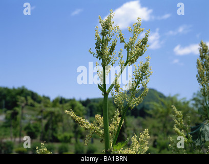 Fleurs à l'usine de la rhubarbe dans le jardin Banque D'Images