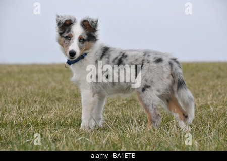 Shetland Sheepdog Sheltie ou chiot debout sur l'herbe. Banque D'Images