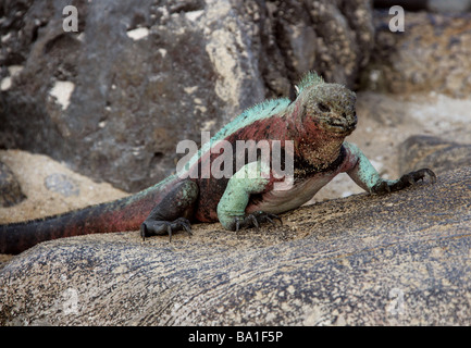 Iguane marin iguane, Noël aka Amblyrhynchus cristatus, Iguanidae, Espanola (Hood) Island, îles Galapagos, Equateur Banque D'Images