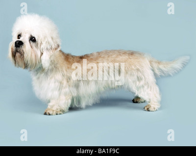 Un dandie dinmont terrier. Banque D'Images