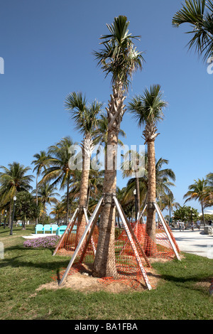USAFlorida South Beach chou palmiste Sabal Palmetto Nom de famille Arecacea Floruda de replantation d'arbres de l'État Banque D'Images