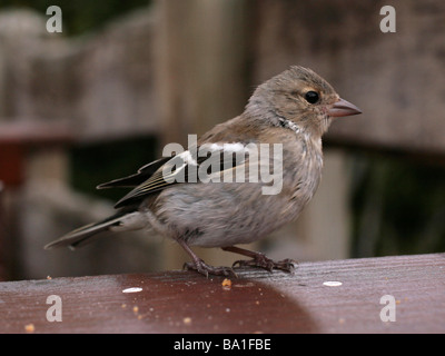 Une petite haie apprivoisés sparrow attendant d'être nourris. Banque D'Images