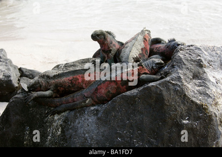 Iguanes marins aka iguane, Noël Amblyrhynchus cristatus, Iguanidae, Espanola (Hood) Island, îles Galapagos, Equateur Banque D'Images